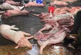 Sự thật kinh hoàng trong lò mổ cung cấp thịt cho chợ Hà Nội: Khoảng 3.600 con lợn dịch đã bị tuồn ra thị trường