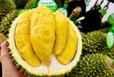 Sầu riêng 50.000 đồng/kg vẫn khó bán, loại nửa triệu đồng/kg lại ‘cháy hàng’