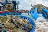 Việt Nam đón tin vui từ Mỹ!