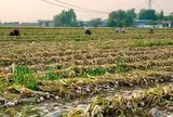 Không phải vải hay sầu riêng, Trung Quốc lo mất mùa một loại nông sản Việt Nam đang trồng rất nhiều: Diện tích trồng hơn 800.000 ha, đang xuất khẩu đứng đầu thế giới