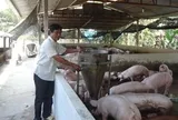 Người nuôi heo lãi lớn