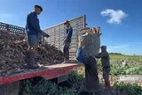 Khoai mì khởi sắc, nông dân Tây Ninh "nhẹ cả người" sau nhiều vụ thấp thỏm