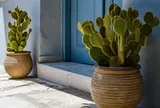 Chuyên gia phong thủy: Đây là 5 loại cây chớ nên trồng trước cửa nhà