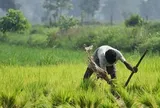 Nhà cung cấp gạo cho 140 quốc gia đón sóng gió, hơn nửa triệu tấn mắc kẹt tại các cảng