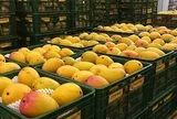 Một ngành hàng của Việt Nam lập kỷ lục tỷ USD chưa từng có, Trung Quốc, Mỹ, Hàn Quốc có đóng góp lớn