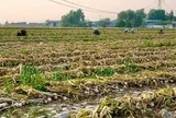 Trung Quốc vào vụ thu hoạch 1 mặt hàng Việt Nam trồng cực nhiều: Sản lượng sắp tăng 20%, giá ngày càng đắt đỏ