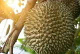 Loại sầu riêng đặc biệt đang được bán gần 1 triệu đồng/quả