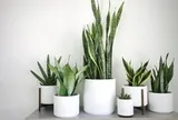 5 loại cây văn phòng giúp mắt đỡ mỏi khi nhìn màn hình máy tính