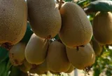 Đắt hơn sầu riêng, ‘siêu trái cây’ bất ngờ rớt giá: Sản lượng tăng 30%, sắp đổ bộ Việt Nam