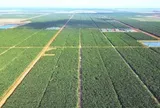 Việt Nam có một tỷ phú sang Campuchia trồng hơn 2.000 ha dứa: Được tập đoàn Mỹ 135 năm tuổi bắt tay hợp tác, sản lượng dự kiến 100.000 tấn/năm