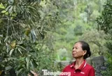 Thủ phủ hồng Nghệ An mất mùa