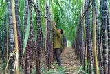 Mía đường Sơn La báo lãi sau thuế giảm 72%, chốt ngày chia cổ tức 100% bằng tiền mặt