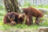 Từ hơn 4.000 cá thể đến mạng lưới bảo tồn quốc tế: Vinpearl Safari đã đi xa đến đâu sau hơn một thập kỷ?
