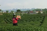 Giải bài toán vận hành cho hộ kinh doanh chè Thái Nguyên