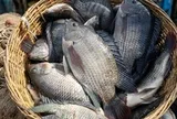 Không phải cá ngừ hay cá tra, Trung Quốc lo gặp khó với mặt hàng Việt Nam đang đứng thứ 3 châu Á: Tồn kho giảm gần một nửa, protein cao hơn cả cá hồi