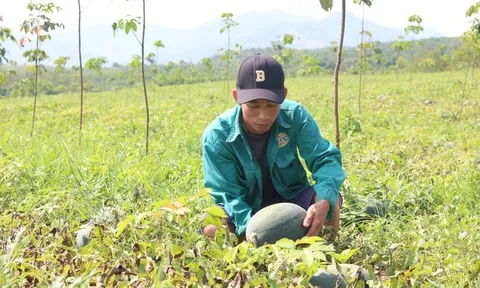 Người trồng dưa hấu Quảng Bình lao đao vì mất mùa mất giá