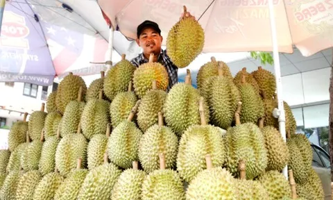 'Hàng xóm' của Việt Nam vừa chính thức gia nhập thị trường sầu riêng Trung Quốc: Quan chức gọi đây là 'thời khắc lịch sử', sản lượng ra sao so với các đối thủ?