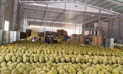 'Vua trái cây' rớt giá thảm: Đằng sau việc nhà nhà, người người trồng sầu riêng
