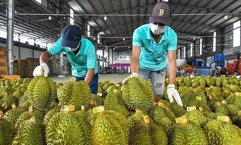 Sầu riêng 'vấp ngã' khiến xuất khẩu rau quả lao dốc