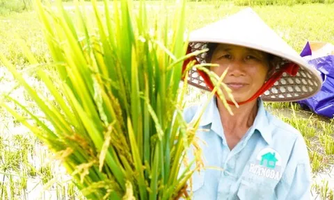 Nông dân mất mùa vì hàng chục ha lúa không chịu… "cúi đầu"