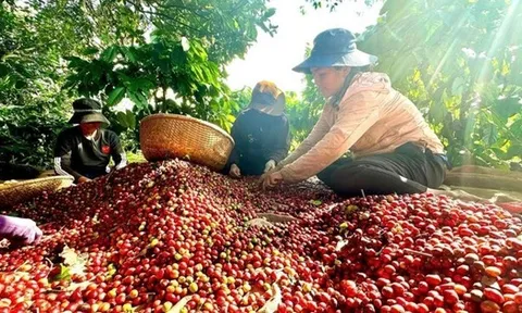 Việt Nam có cà phê đặc sản, giá cao gấp đôi mặt bằng thế giới
