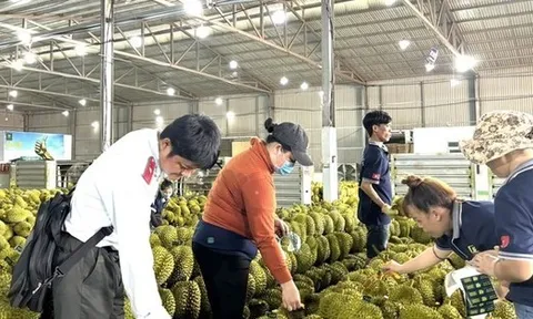 Sầu riêng Việt Nam sẽ đi đâu về đâu?