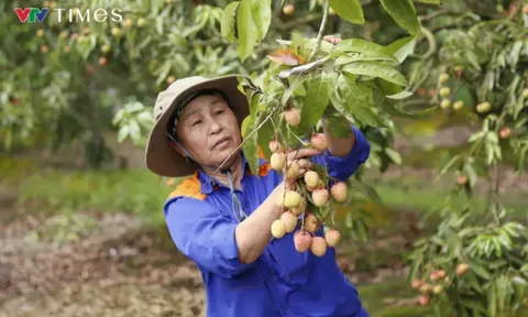 Hải Dương mở cửa vườn, xuất khẩu lô vải đầu tiên năm 2025
