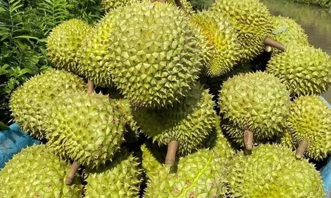 Thủ tướng yêu cầu thống nhất quy trình, “mở đường” cho sầu riêng Việt sang Trung Quốc