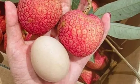 Loại vải hơn 10.000đ/quả, to bằng trứng gà: Người ăn nhận xét "Chưa bao giờ ăn vải nào ngon thế này"