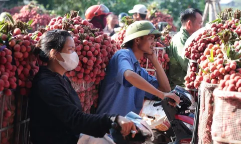 Sáng mùng 1 âm lịch, người dân Bắc Giang bàng hoàng vì giá vải bỗng dưng giảm mạnh, chỉ còn 3.000 đồng/kg