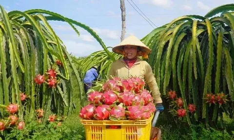Nông sản 'tắc đường' vào EU, Bộ Nông nghiệp và Môi trường có động thái gì?