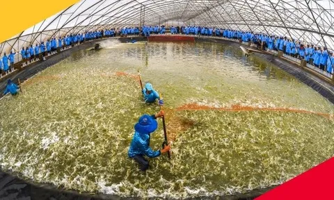 Từng lãi hàng trăm tỷ mỗi năm, "Vua tôm giống" Việt Nam bất ngờ báo lỗ trong 6 tháng đầu năm 2025