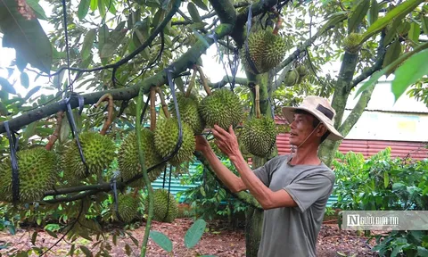 7 tháng đầu năm, xuất khẩu nông lâm thủy sản đạt gần 40 tỷ USD