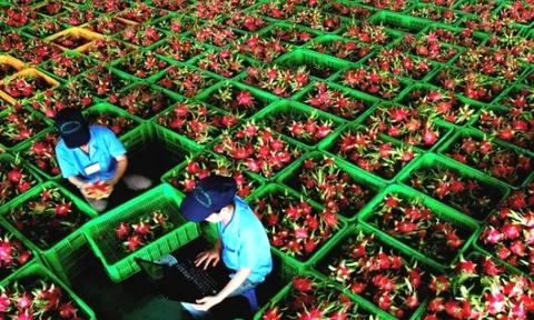 Việt Nam bán 1 loại quả thu hàng trăm triệu USD, vì sao "qua tay" Hàn, Nhật giá trị tăng 5-7 lần?