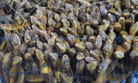 Loài cá được ví là “nhân sâm dưới nước”: Nuôi ở nơi đặc biệt, cả Trung Quốc, Nhật Bản, Mỹ đều muốn mua