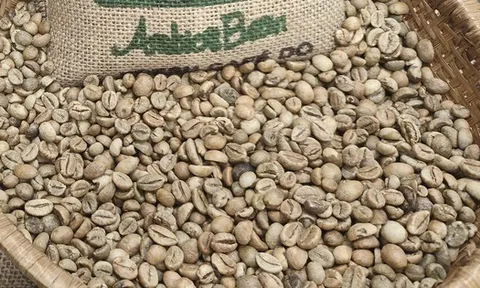 Giá cà phê hôm nay 10-12: Cắt mạch giảm sau 6 phiên
