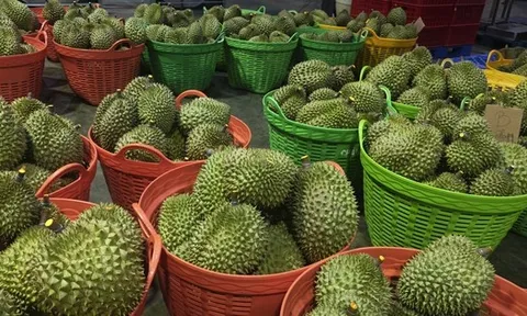 Sầu riêng trái vụ tiếp tục rớt giá, nông dân lo lắng