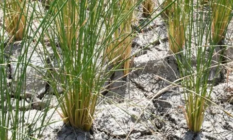 Sau Philippines, Indonesia, một quốc gia nhập khẩu 2,4 triệu tấn gạo ra thông báo ngừng nhập khẩu: Đang dư 1,1 triệu tấn, người nông dân thua lỗ