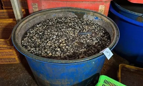 3 tấn thịt ốc bươu được ngâm tẩm hóa chất dùng trong xây dựng, sản xuất xi măng - đang chuẩn bị cung cấp ra thị trường thì bị cơ quan chức năng tóm gọn