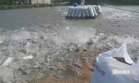 Giá cá tra lập đỉnh: Lợi nhuận “mơ ước” nhưng rủi ro chu kỳ cận kề