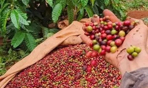 Nông sản Việt giữ đà tăng trưởng trong bối cảnh thương mại biến động