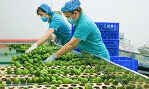Loại quả của Việt Nam được cựu Đại sứ New Zealand ví như 'vàng xanh', vừa có thêm 'visa' sang Trung Quốc