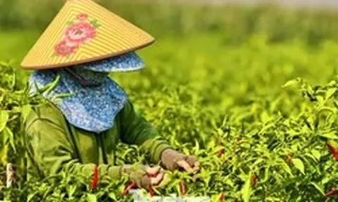 Ớt được mùa, vì sao nông dân trắng tay?