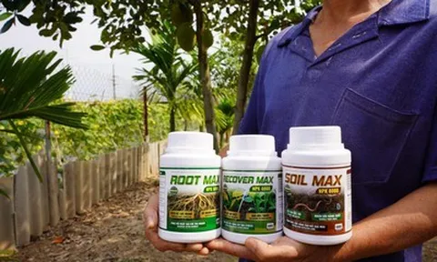 Hồi sinh vườn cây suy kiệt: Tại sao bộ rễ là chìa khóa của năng suất?