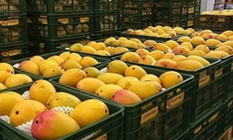 Một ngành hàng của Việt Nam lập kỷ lục tỷ USD chưa từng có, Trung Quốc, Mỹ, Hàn Quốc có đóng góp lớn