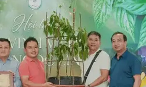 'Hoa hậu' sâm Ngọc Linh bán đấu giá hơn 700 triệu đồng