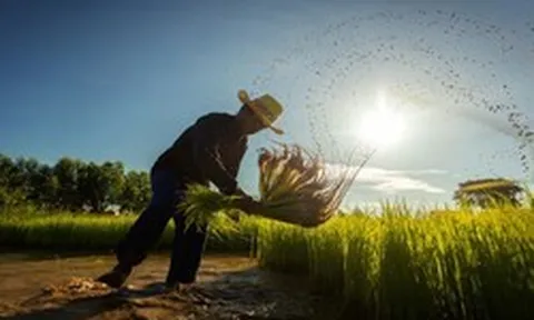 'Cơn ác mộng' mới của ngành gạo Thái Lan: 5,4 triệu tấn lúa có nguy cơ biến mất, thiệt hại gần 2 tỷ USD