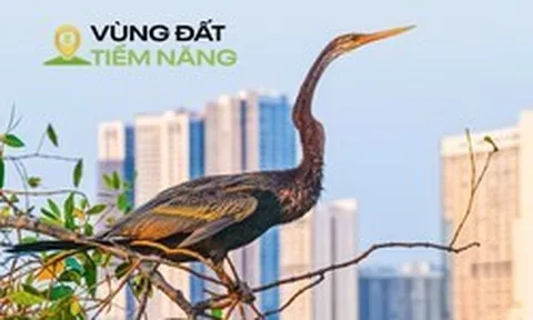Chim có trong sách đỏ đua nhau kéo về một khu đô thị được mệnh danh là ‘khu nhà giàu’, mật độ xây dựng chỉ 26%, dành 174 ha làm cây xanh và hồ nước