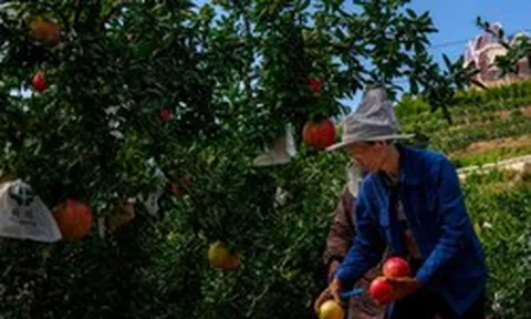 Đắt như sầu riêng, Trung Quốc làm giàu với loại quả Việt Nam có rất nhiều: Trồng ở nơi chỉ 15,1°C, sản lượng hơn 800.000 tấn