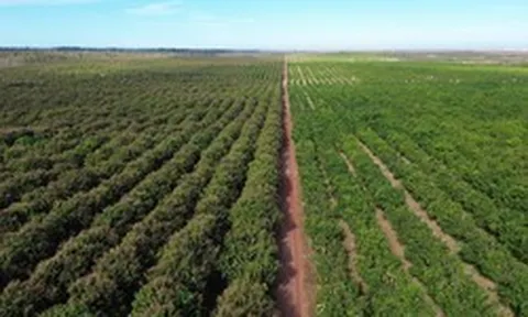 Việt Nam có một tỷ phú sang Lào, Campuchia trồng 5.400 ha xoài: xuất khẩu đi Trung Quốc, sản lượng dự kiến 100.000 tấn/năm
